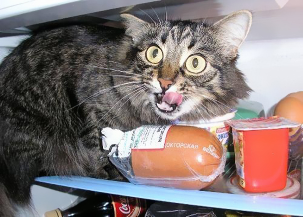cat-thief-funny-animal-pictures-12__605