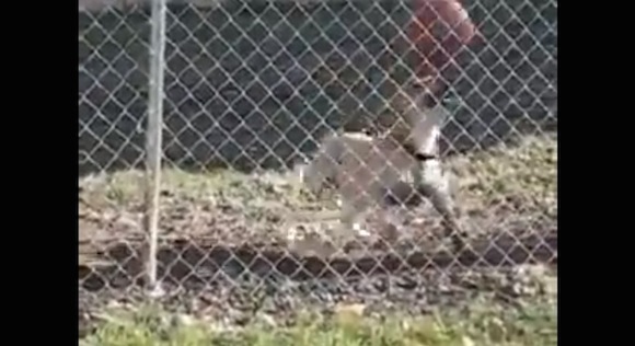 【衝撃ワンコ動画】ロナウジーニョ級のテクニックを持った犬