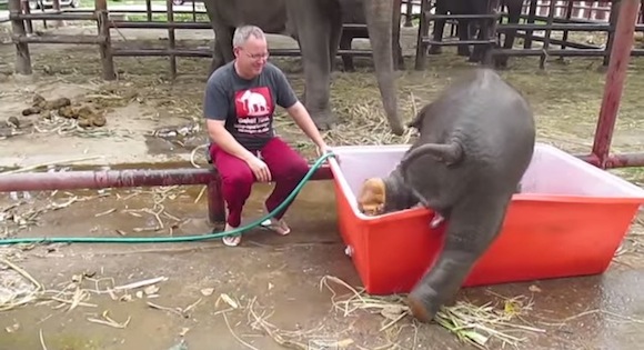 【笑劇動物動画】水浴びをする赤ちゃんゾウがまるで酔っぱらいのオッサン
