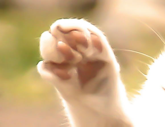 【ファッ!?】フェリシモから “猫の肉球の香り” がするハンドクリームが発売 / ついに人類の手が肉球に近づく