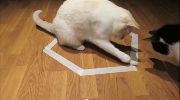 【ニャンコ動画】白猫があの “猫転送装置” にとらわれた！ 仲間ニャンコによる救出劇が激撮される