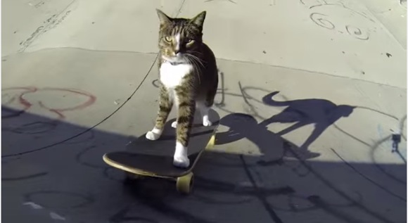 すげーぞニャンコ！ スケートボードを軽々と乗りこなすネコが激撮される!!