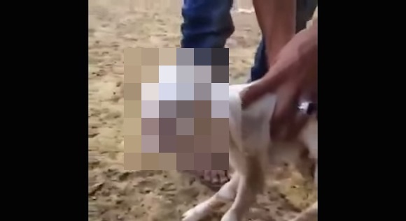 【衝撃動画】ロシア南西部にあるダゲスタン共和国で「人の顔」をした羊が誕生