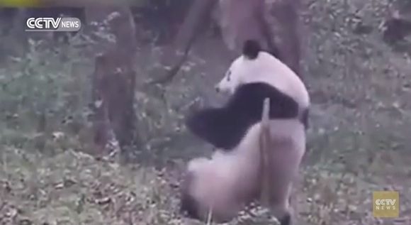 【衝撃動物動画】超ノリノリで腰振りダンスを踊るパンダが激撮される