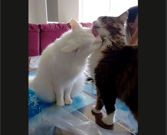猫の世界も “愛と憎しみは紙一重” ってことがよーくわかる動画