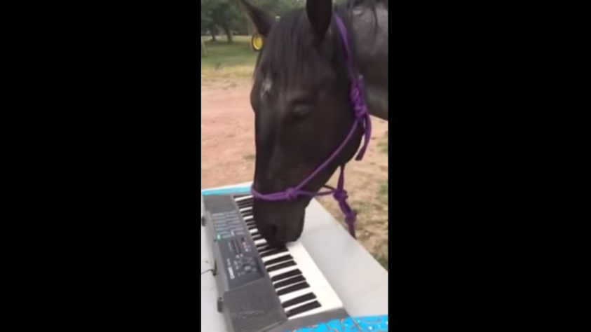 ピアノ弾く馬