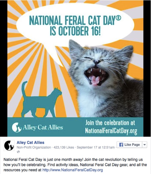 【知ってた？】本日10月16日はアメリカの「ノラ猫の日」なんだって！ “猫と生きる道” をみんなで考える日だよ!!