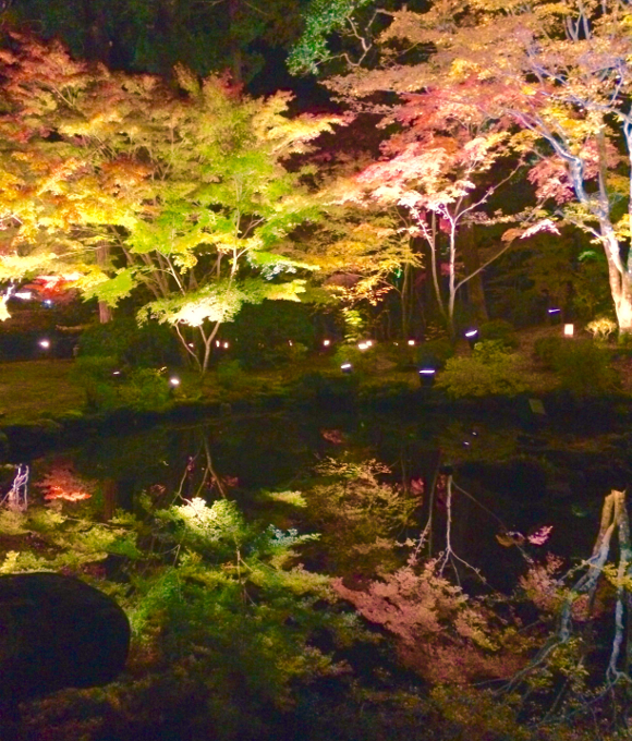 【11月23日まで】日本三景の「松島」で紅葉ライトアップイベント開催中！ 一生に一度は見ないと後悔する “奇跡の美” を逃すな！