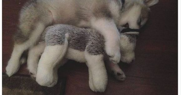 モフモフ画像 他のじゃダメ 自分にソックリなぬいぐるみだけを超可愛がるハスキー犬が猛烈にキュートな件 ロケットニュース24