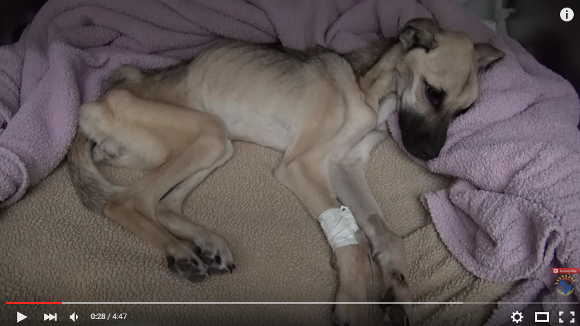 【動画あり】何カ月もエサを与えられず餓死寸前だった犬が保護されてこうなった / 人々の愛で奇跡が！