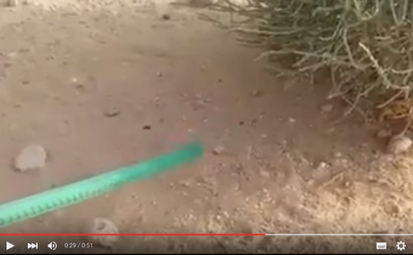 あなたは目の前にいる蛇を見つけられるか？ 完璧なカモフラージュで砂に身を隠す蛇の動画がヤバイ！