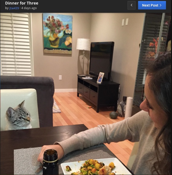 なぜか人間の食事をジーーーーッと見つめてくるニャンコ それを1年間撮影し続けた家族 ロケットニュース24