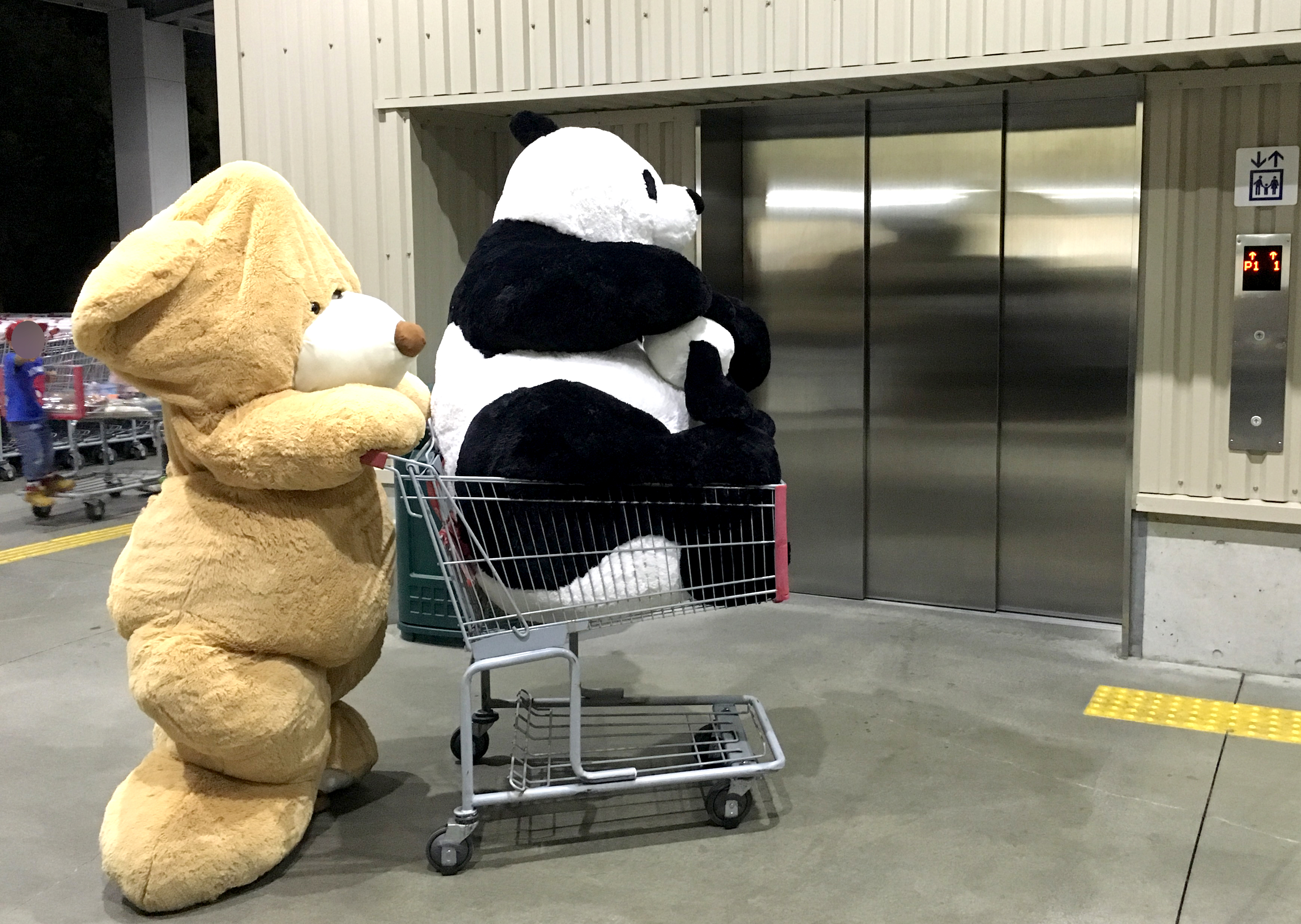 衝撃】神奈川の「コストコ」にクマが出没！ 巨大パンダを購入して帰っ 
