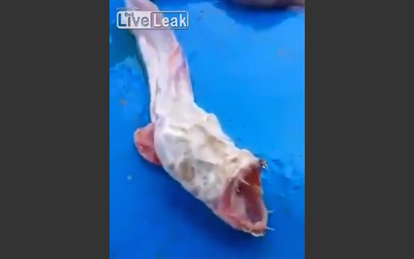 【UMA動画】まるでエイリアン！ タイで「ダークサイドに堕ちた竜宮の使い」のような謎の生物が捕獲される / 巨大な口と鋭い牙は完全に肉食!!