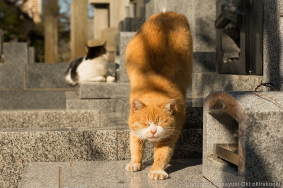 “日本の猫” を撮らせたら世界一！ 味わい深〜い猫写真だらけの Instagram で話題『ぶさにゃん』写真家・沖昌之さんに話を聞いてみた!!
