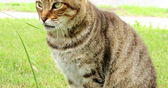 癒しの猫スポット 神奈川 城ヶ島公園に暮らす猫たちに会いに行ってきた 京急 みさきまぐろきっぷ を使うなら必ず寄るべし ロケットニュース24