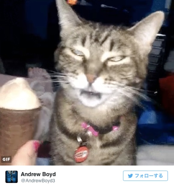 猫がアイスを食べたら 恐ろしいこと が起こる ロケットニュース24