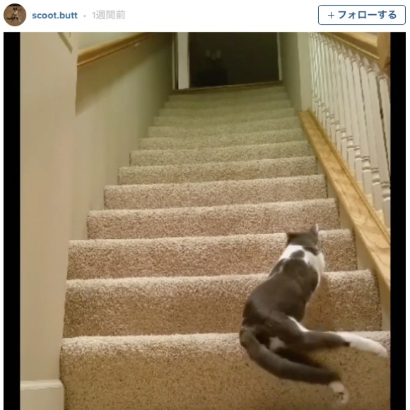 【頑張ってニャンコ！】下半身マヒのネコが階段を少しずつ上っていく動画に手に汗握る人続出