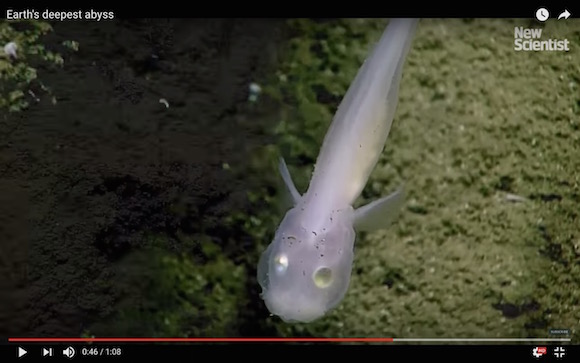 【衝撃動画】地球の神秘！ 水深6キロの深海で未知なる生物が撮影される