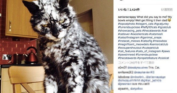 ある黒猫が珍しい 黒 白の霜降り柄 に変化 超かっけえ柄だとネットで人気者に ロケットニュース24