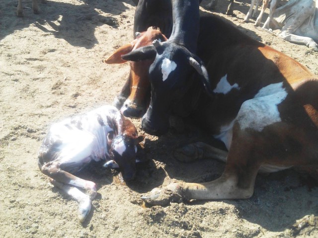 【マサイ通信】第47回：マサイの村の牛の出産