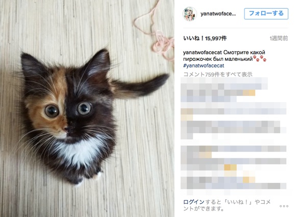 奇跡の猫 再び 顔の色がキッチリ2色に分かれている三毛猫がネット上で大 人 気 ロケットニュース24
