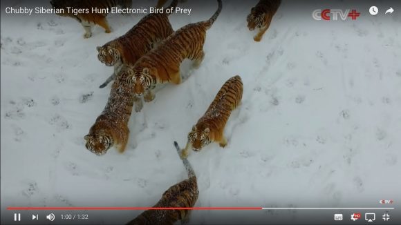 【大迫力】絶滅危惧種「シベリアトラ」がドローンを仕留める動画が話題