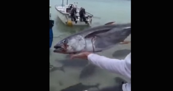 恐怖 大型肉食魚がいる中にエサを投げ込んだ映像がマジで地獄絵図だと話題 ロケットニュース24