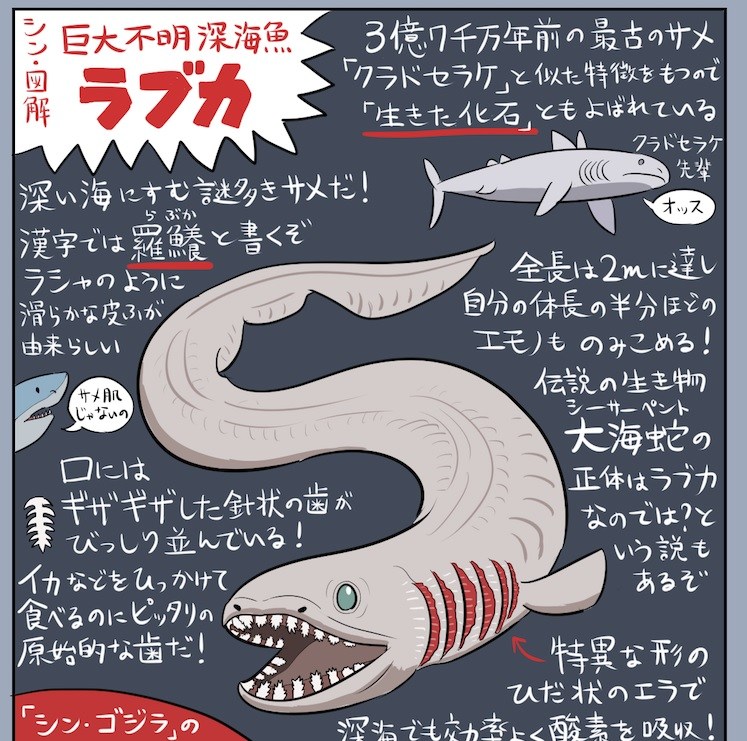 【謎すぎ】幻の巨大ザメ「メガマウス」の知られざる生態が話題 | ロケットニュース24