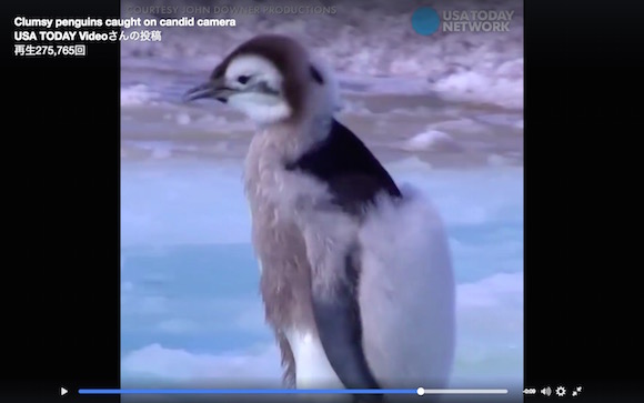 【癒し動画】おっちょこちょいなペンギンが人類を滅亡させるレベルで激萌え