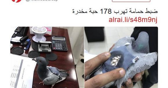 マジか 背中に約0粒の 違法ドラッグ を積んだ鳩が保護される 国境を越えた密輸に使われた模様 ロケットニュース24