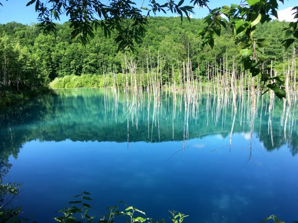 青い池（美瑛） 北海道【青い池】“美瑛ブルー”の謎に迫る！絶景の神秘や訪問の