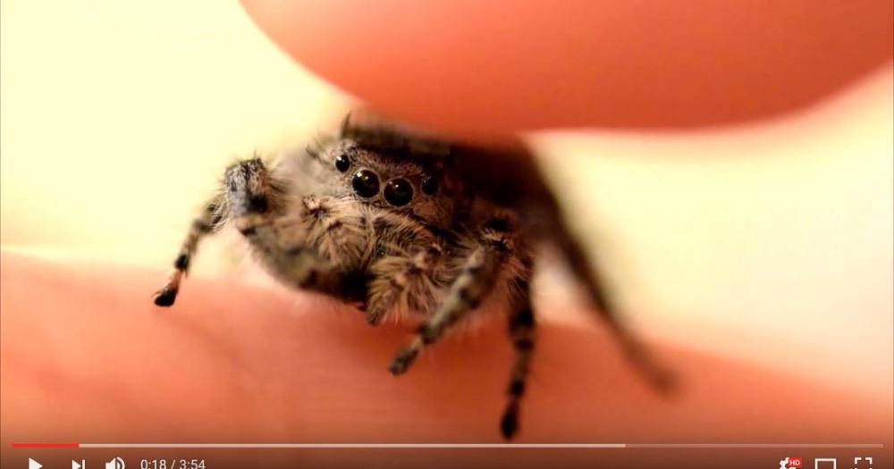 クモの可愛さに気づかせてくれる動画が人気 ネットの声 すべてのクモがこれほど可愛ければ ロケットニュース24