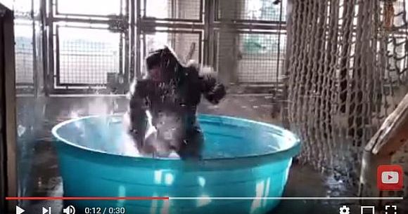 人間かよ プールで水浴びダンスをするゴリラが超話題 ダンサー顔負けの踊りがキョーレツすぎて爆笑もの ロケットニュース24