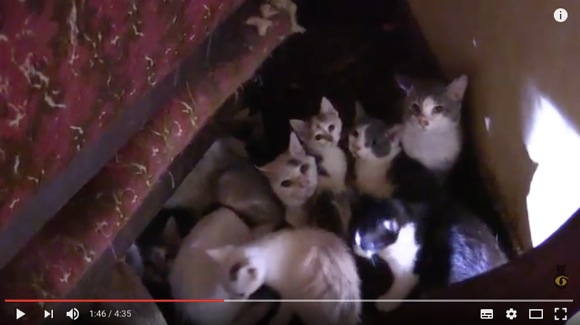【これは悲惨】多頭飼育が崩壊した現場から30匹以上のネコが助け出される動画