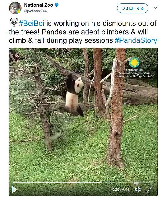 絶望的に木登りが下手なパンダがカワイすぎ 木から落っこちまくる姿にネット民は超メロメロ ロケットニュース24