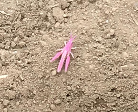 【衝撃速報】千葉県で「ピンク色のバッタ」が発見される！ 驚くほど鮮やかな色にビックリ!!