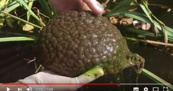 何コレ 脳ミソみたいな謎の生物 オオマリコケムシ がカナダで発見される ロケットニュース24