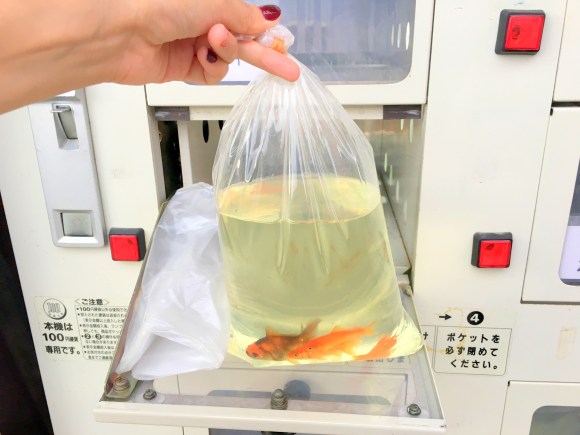 自動販売機で売られている 金魚 を買ってみた ロケットニュース24
