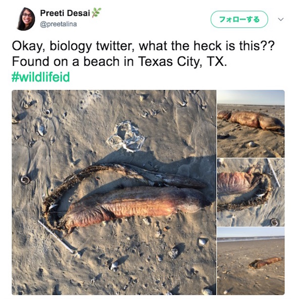 まるでエイリアン！ 米テキサスのビーチで「奇妙な見た目をした謎の生物」が発見される