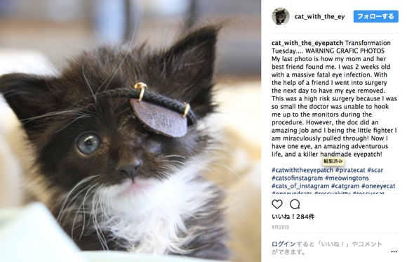 「眼帯を付けた子ネコ」がカワイすぎ！ 片目を失いながら九死に一生を得た後 Instagram デビューにゃ!!