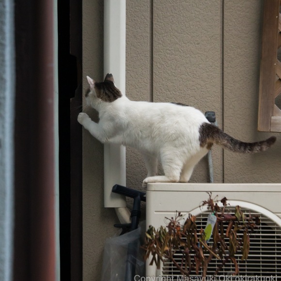 必死すぎる猫 を撮らせたら右に出る者ナシ 売り切れ続出 話題の写真集 必死すぎるネコ の写真家 沖昌之さんに話を聞いてみた ロケットニュース24