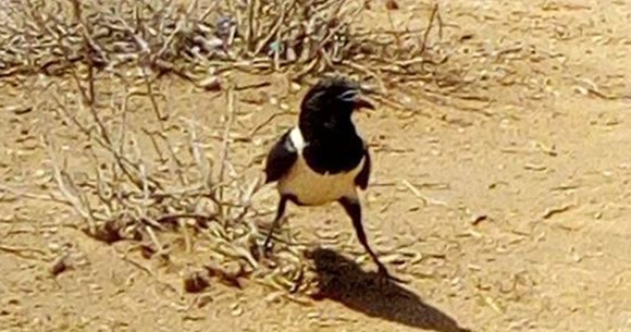 ケニアのサバンナにはこんな動物もいるんだよ マサイ族の戦士が集めてきた野生動物写真集 マサイ通信 第121回 ロケットニュース24