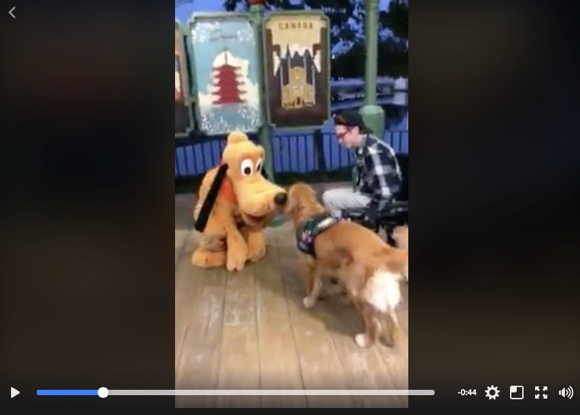 ディズニーで 大好きなプルート に出会った介助犬がと っても嬉しそうで可愛いすぎ 尻尾をブンブンふって大興奮の動画がこちらです ロケットニュース24
