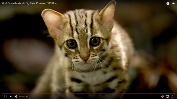 キュン死覚悟 世界最小のネコ科動物 サビイロネコ が可愛すぎると話題 ロケットニュース24