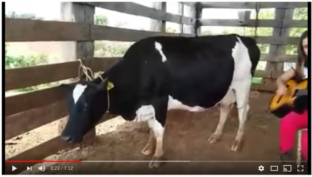 予想外の方法でミルクを出す牛の動画が超シュール