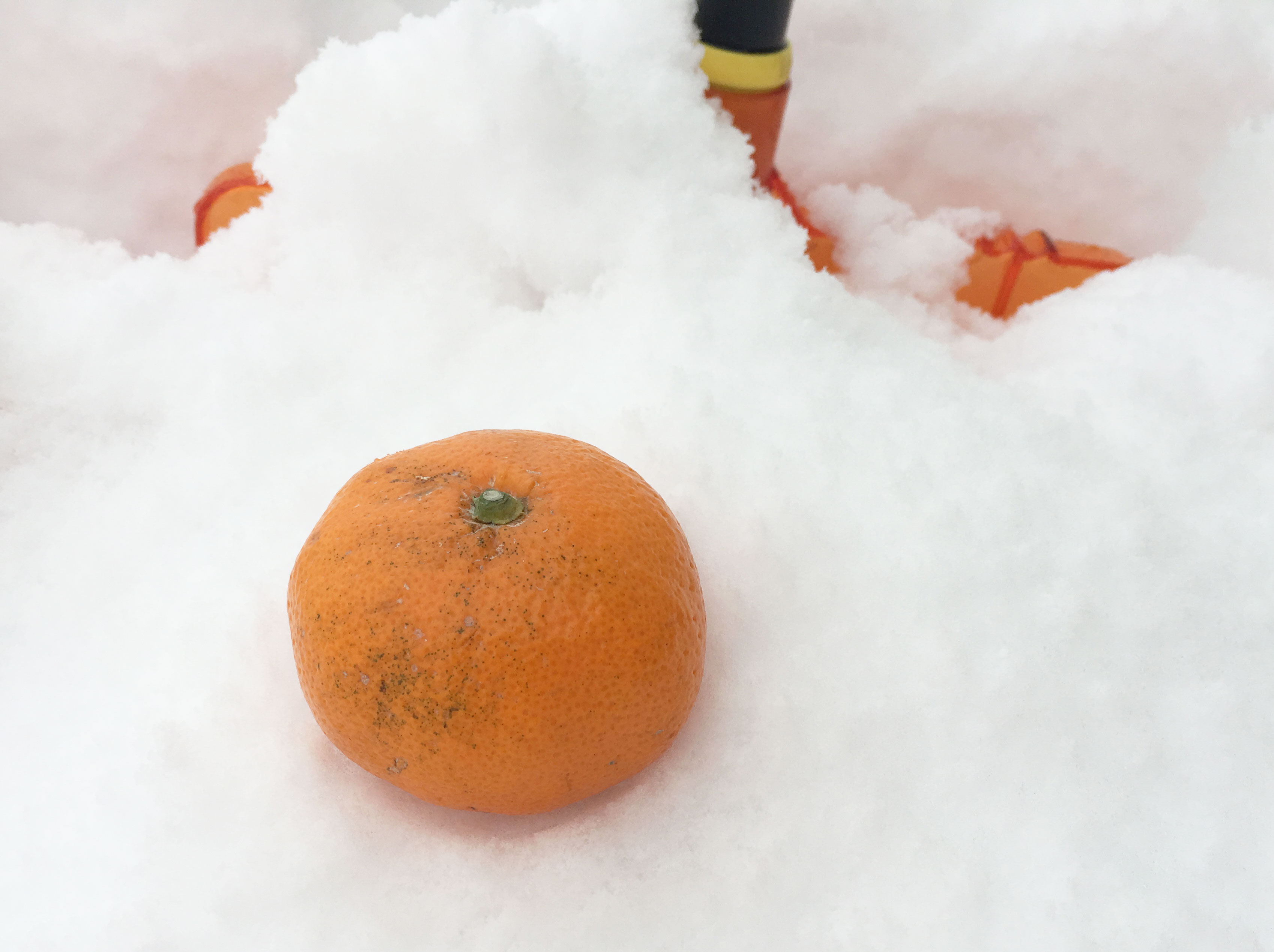雪で 冷凍みかん を作りたい 死ぬほど雪があるのでミカンを埋めてみた ドーナツやゼリーも埋めてみた ロケットニュース24