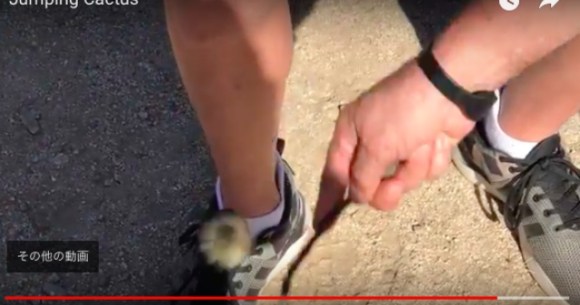 空飛ぶウニかよ 超危険なサボテン ジャンピング カクタス が人に突き刺さってる動画は痛々しいから閲覧注意 ロケットニュース24