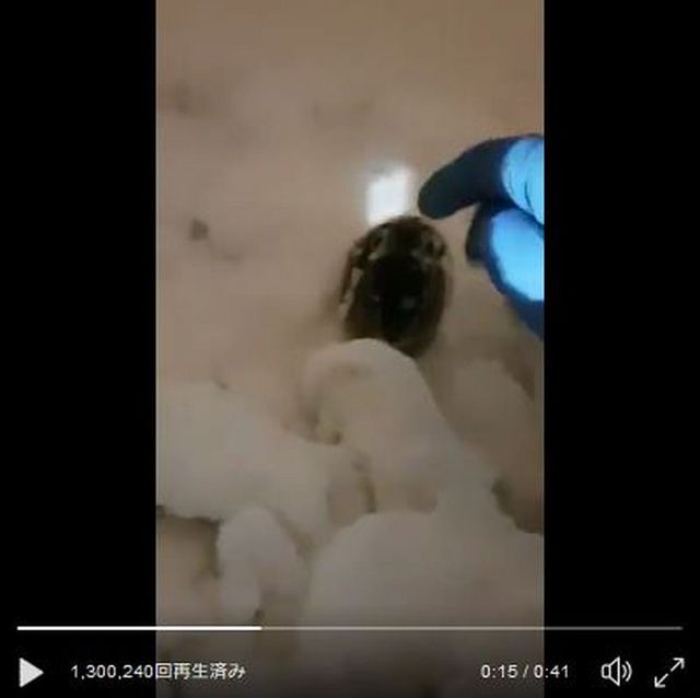 雪の中で凍える子ウサギが発見される → 無事に保護されて元気になった姿に世界がホッコリ