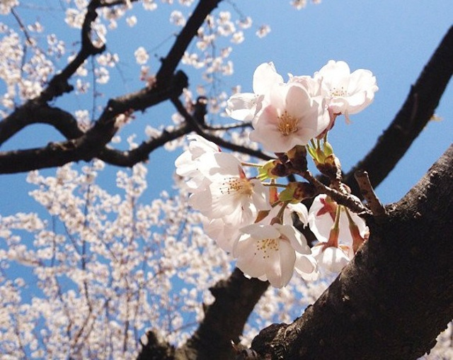 【コラム】春先の「さくら系スイーツ」の “取ってつけた感” は異常 / そもそも桜味とは何なのか？